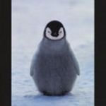 pic for BABY PENGUIN